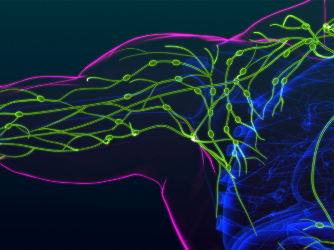 Lymph nodes