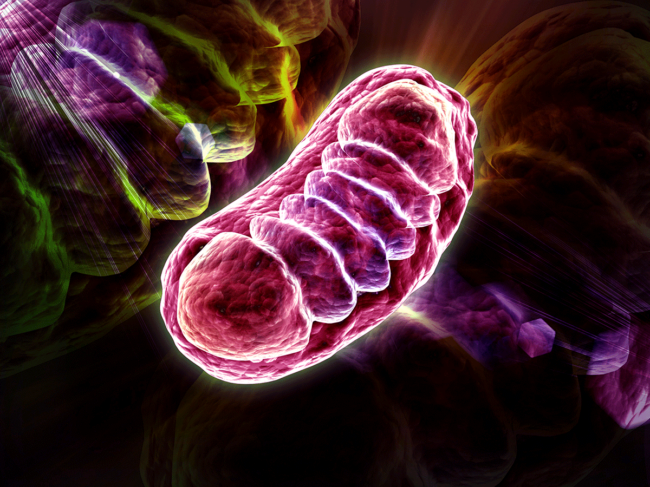 Mitochondria illustration