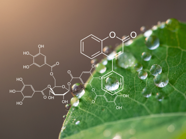 Plant with biochemistry structure