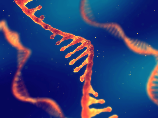 Single strand RNA