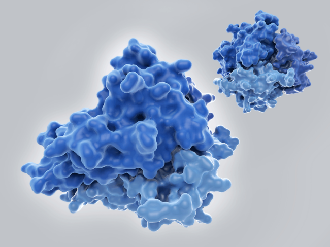 Tumor necrosis factor (TNF), a cytokine involved in inflammation processes