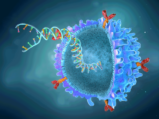 CAR T cell with implanted gene strand