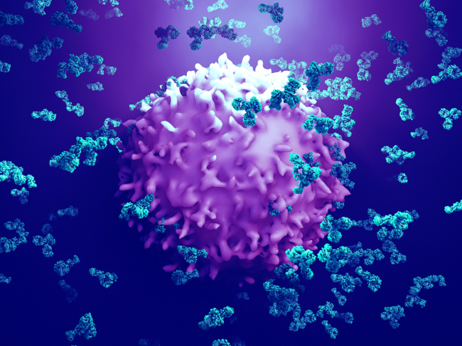 Antibodies attacking cancer cell