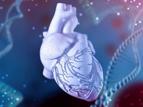 Heart and dna