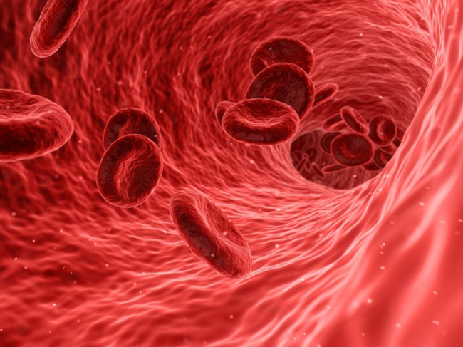 Red blood cells, artery