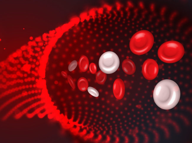 Illustration of red and white blood cells in an artery