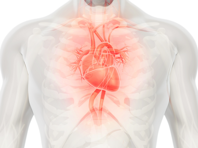 3D heart in chest