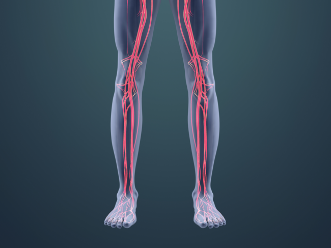 Illustration of vascular system in the legs