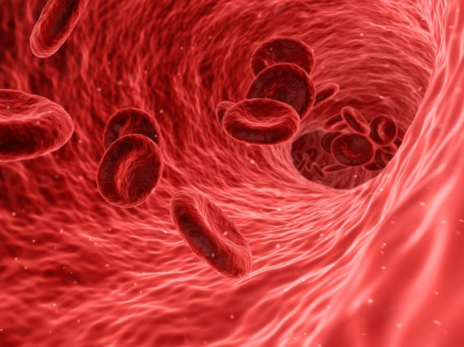 cardio red blood cells artery