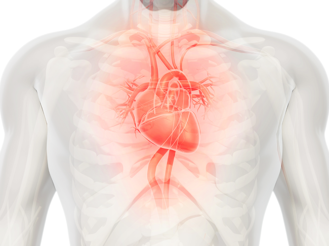 3D heart in chest