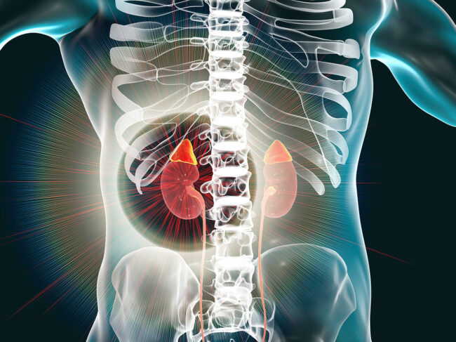 Kidneys and adrenal glands