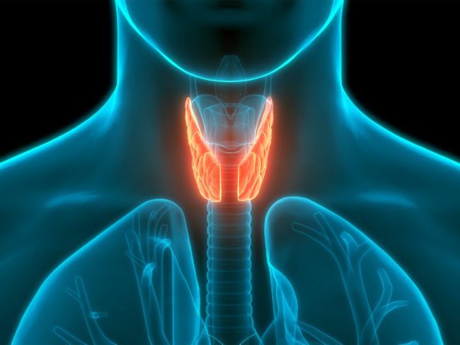 Thyroid anatomy illustration