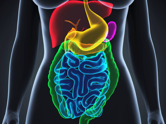 Digestive system