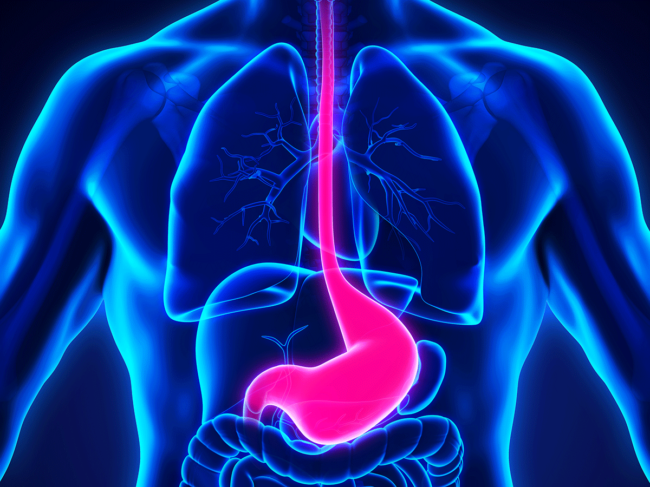 Stomach and esophagus