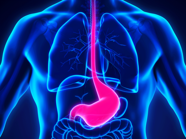 Stomach and esophagus