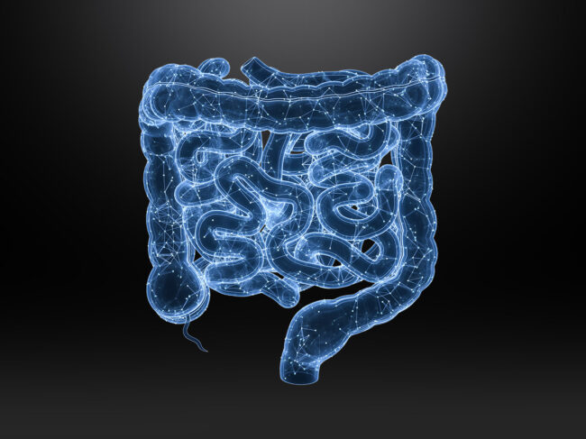 Illustration of intestinal track