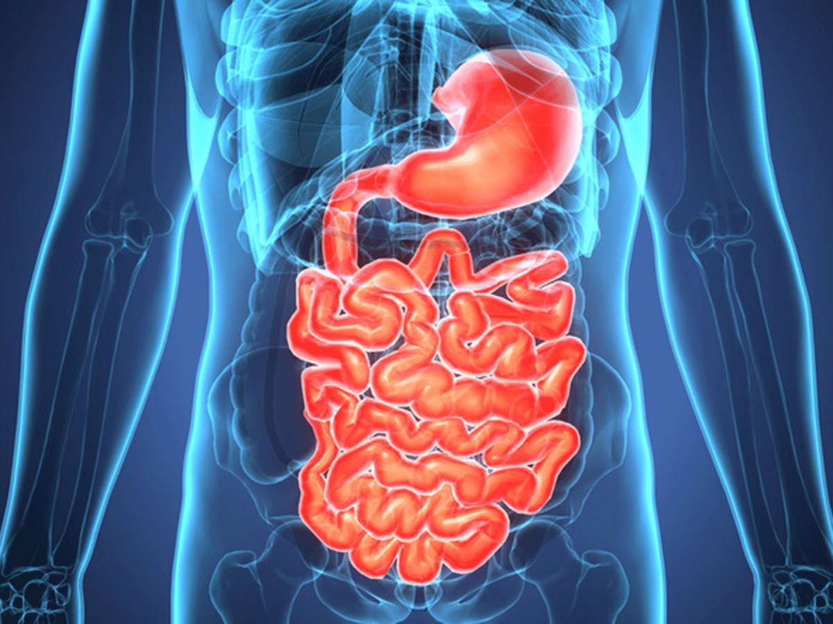 Stomach and intestine