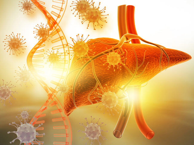 Liver anatomy with virus