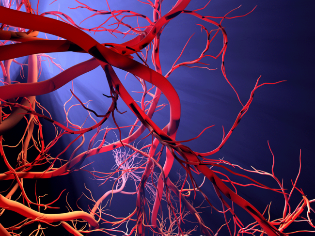 Blood vessels