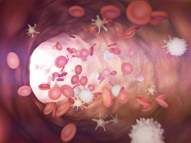 Bloodstream with red and white blood cells and platelets