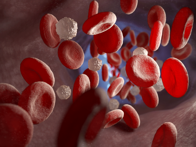 Red and white blood cells