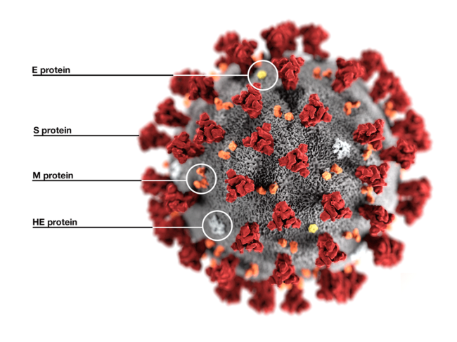 Coronavirus microscopic model