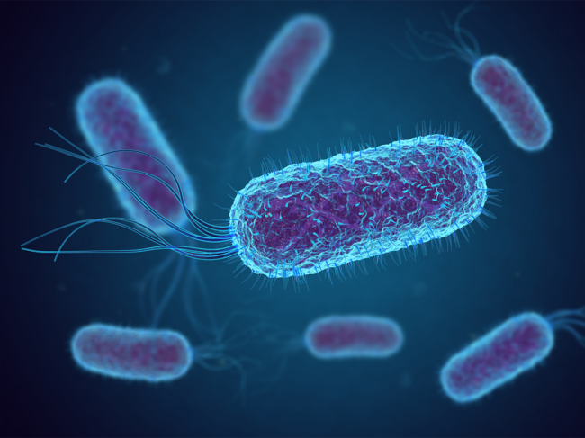 Escherichia coli bacteria 