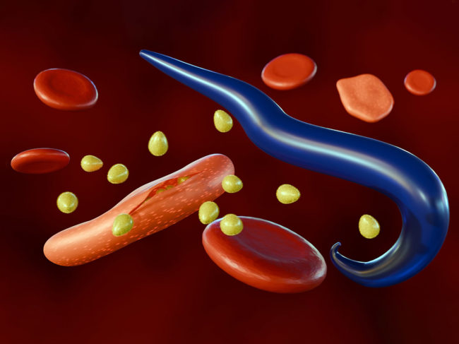 Illustration of blood cells, Plasmodium causing malaria illness