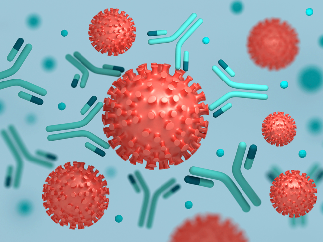 Coronavirus and antibodies