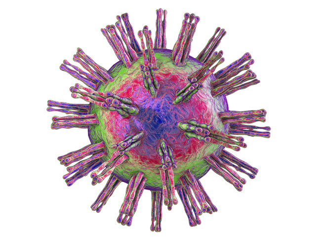 Herpes simplex virus