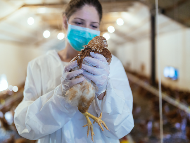 avian-influenza