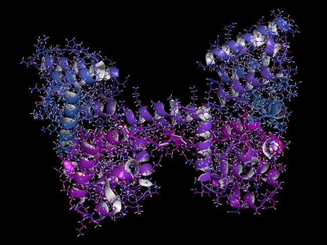 Dystrophin muscle protein