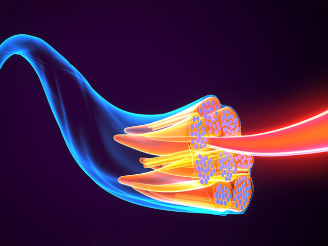 Illustration of muscle tissue anatomy