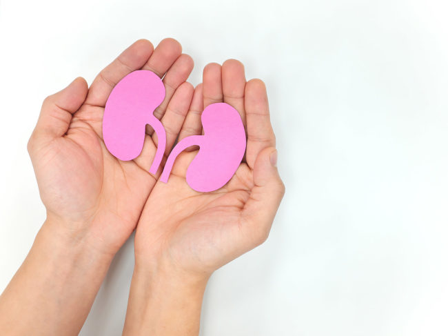 Hands holding pink paper kidneys