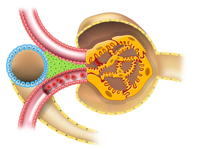 Illustration showing parts of a kidney nephron