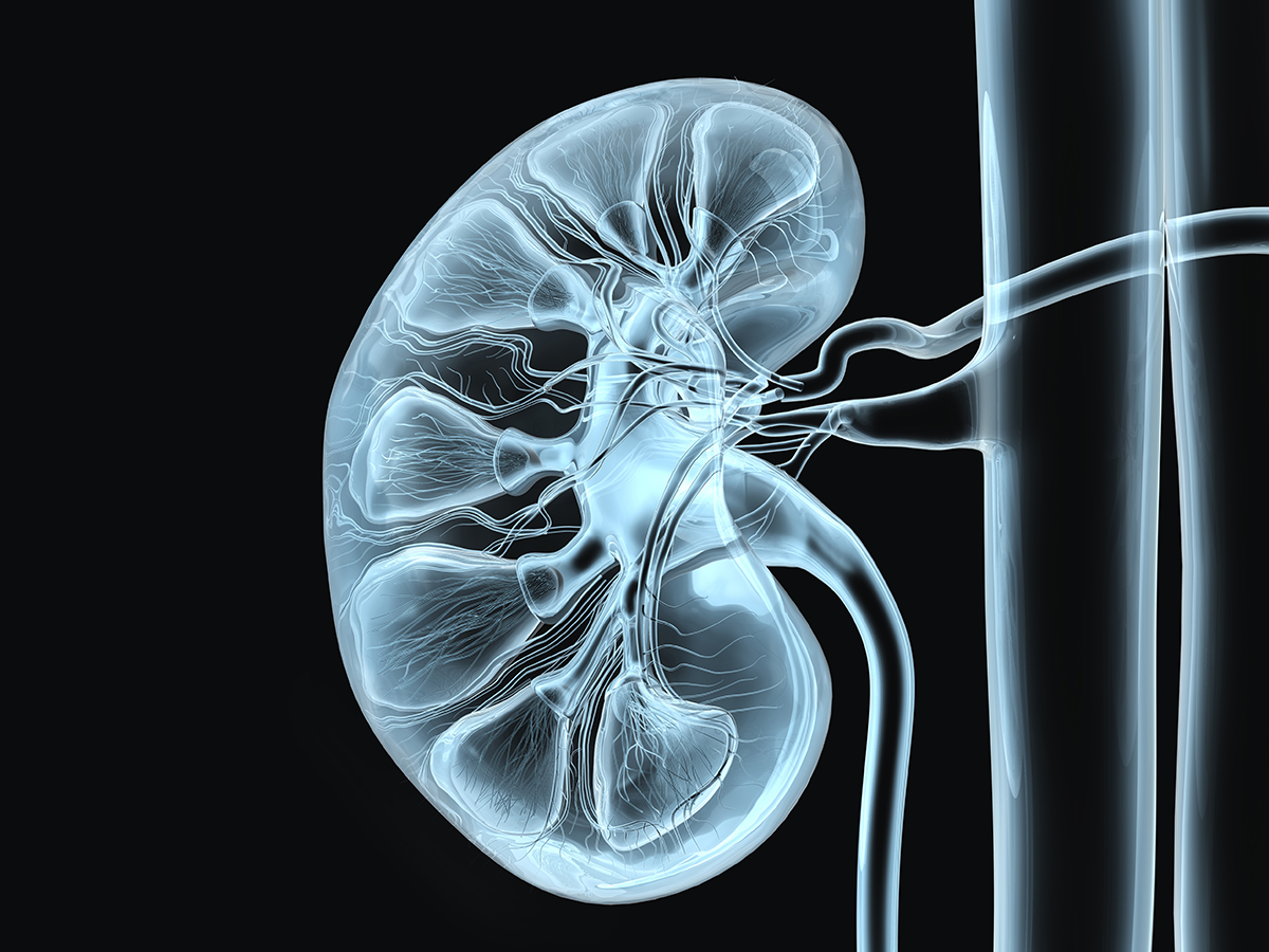 Kidneys by erzebeth  Medical art Human anatomy art Flower illustration