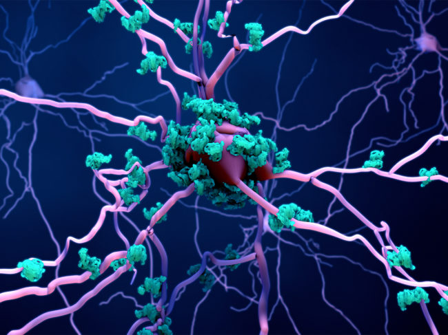 Illustration of proteins on neurons in the aging brain