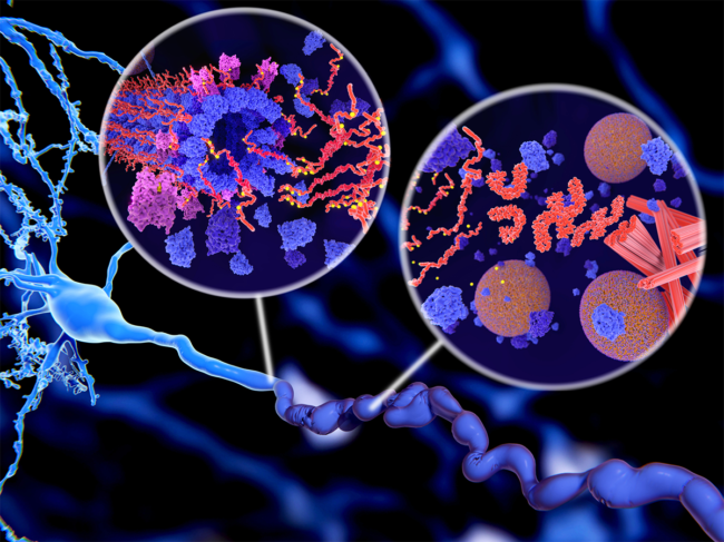 NE-3107 Alzheimer's, Parkinson's data boost Biovie