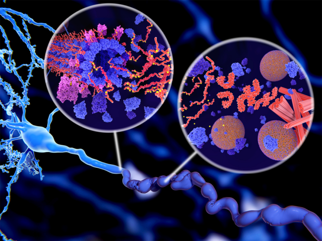 Tau protein in Alzheimer's disease