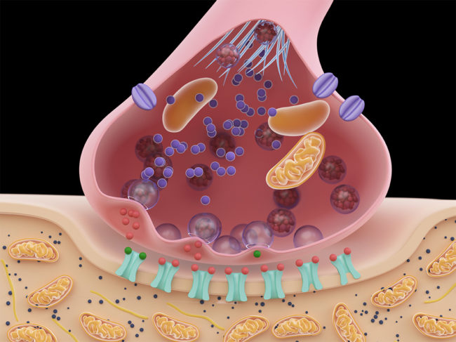 3D-rendered illustration of a synapse cross-section