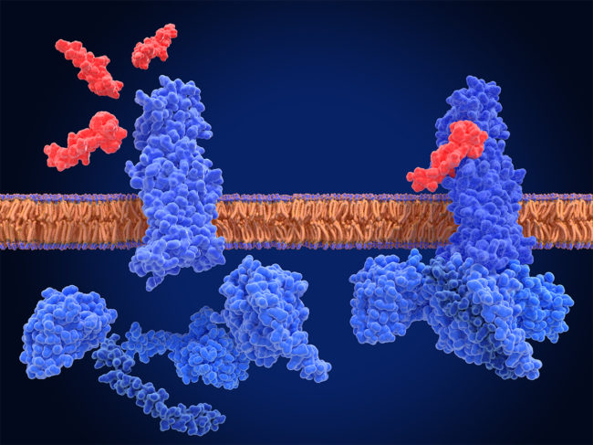 GLP-1 receptor, inactive form vs. active complex with an agonist (semaglutide) and G-proteins