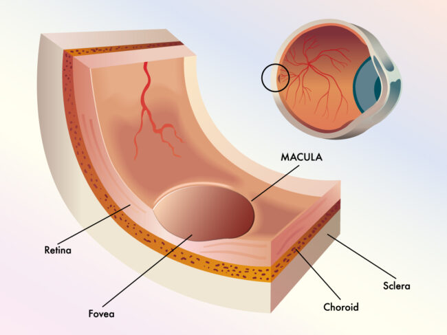 Medical vector illustration showing cross section of an eyeball with close up of the macula