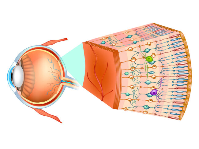 Illustration demonstrating structure of the human eye and organization of retinal cells