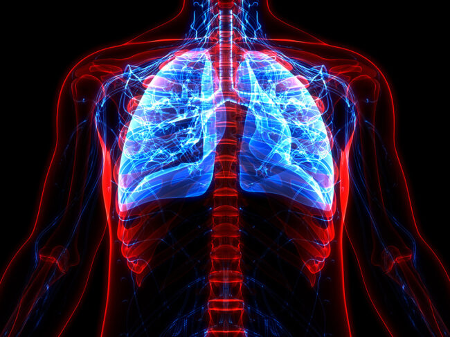 Lungs anatomy