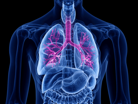 Lungs and bronchi