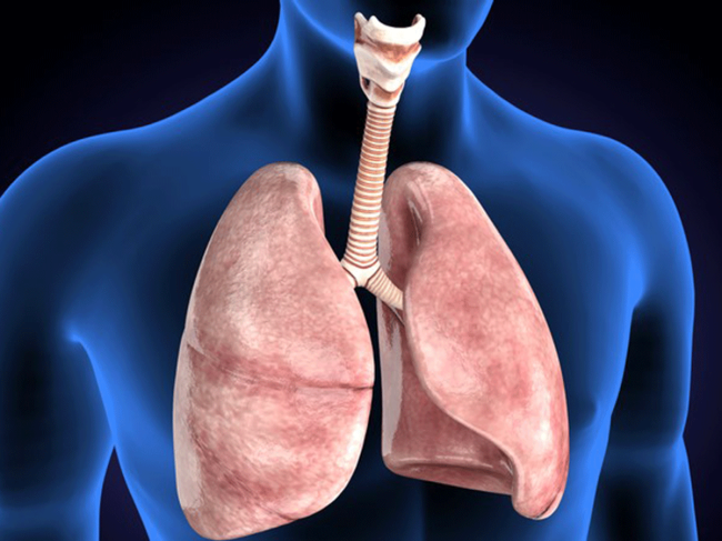 Lungs_3D.png