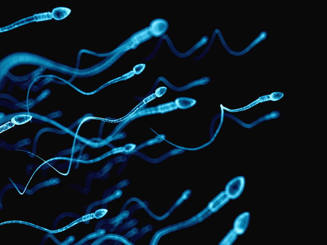 Human sperm image