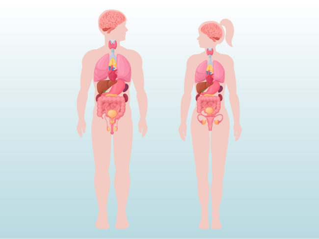 Illustration of male vs. female bodies showing organs