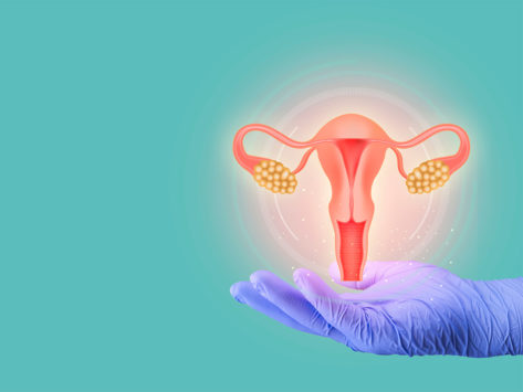 Illustration of women's reproductive organs